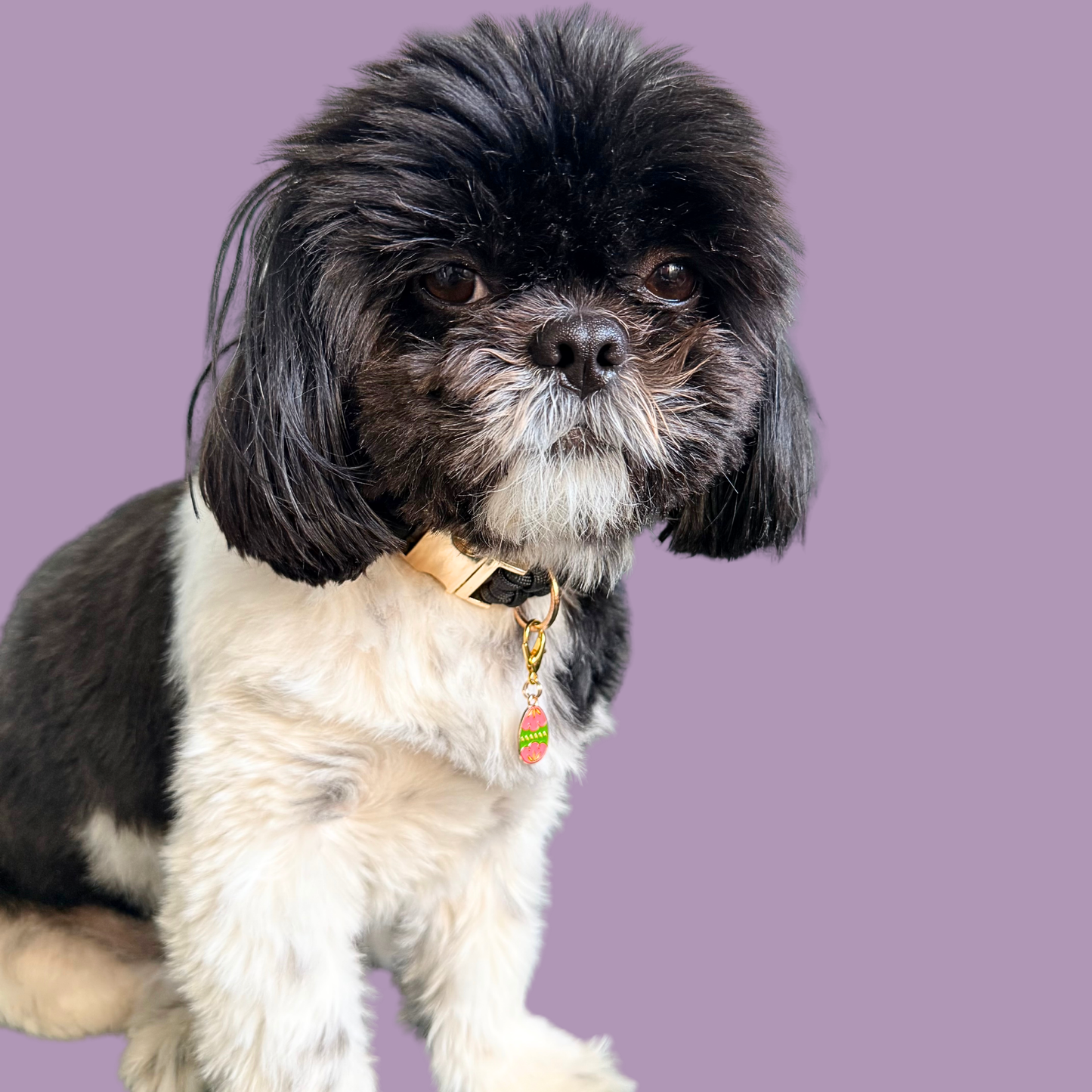 Colourful pink and green patterned Easter egg enamel dog collar charm that easily attaches to collars and harnesses with a gold plated lobster clasp. Pictured being worn by Bonnie.￼