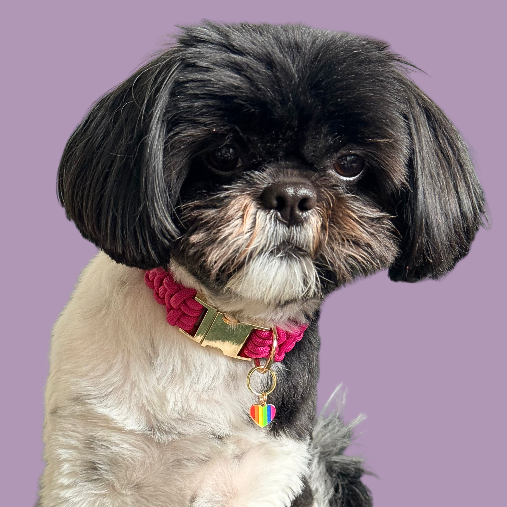 Rainbow striped heart shaped dog collar charm made with an enamel charm and a gold plated brass split ring. Pictured being worn by Bonnie.