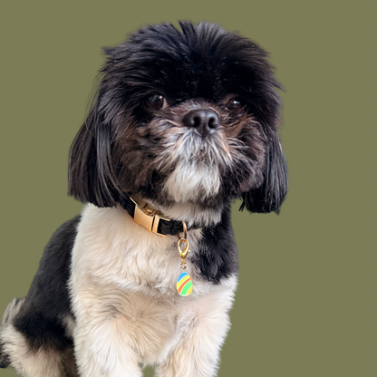 Colourful striped Easter egg enamel dog collar charm that easily attaches to collars and harnesses with a gold plated lobster clasp. Pictured being modelled by Bonnie.￼