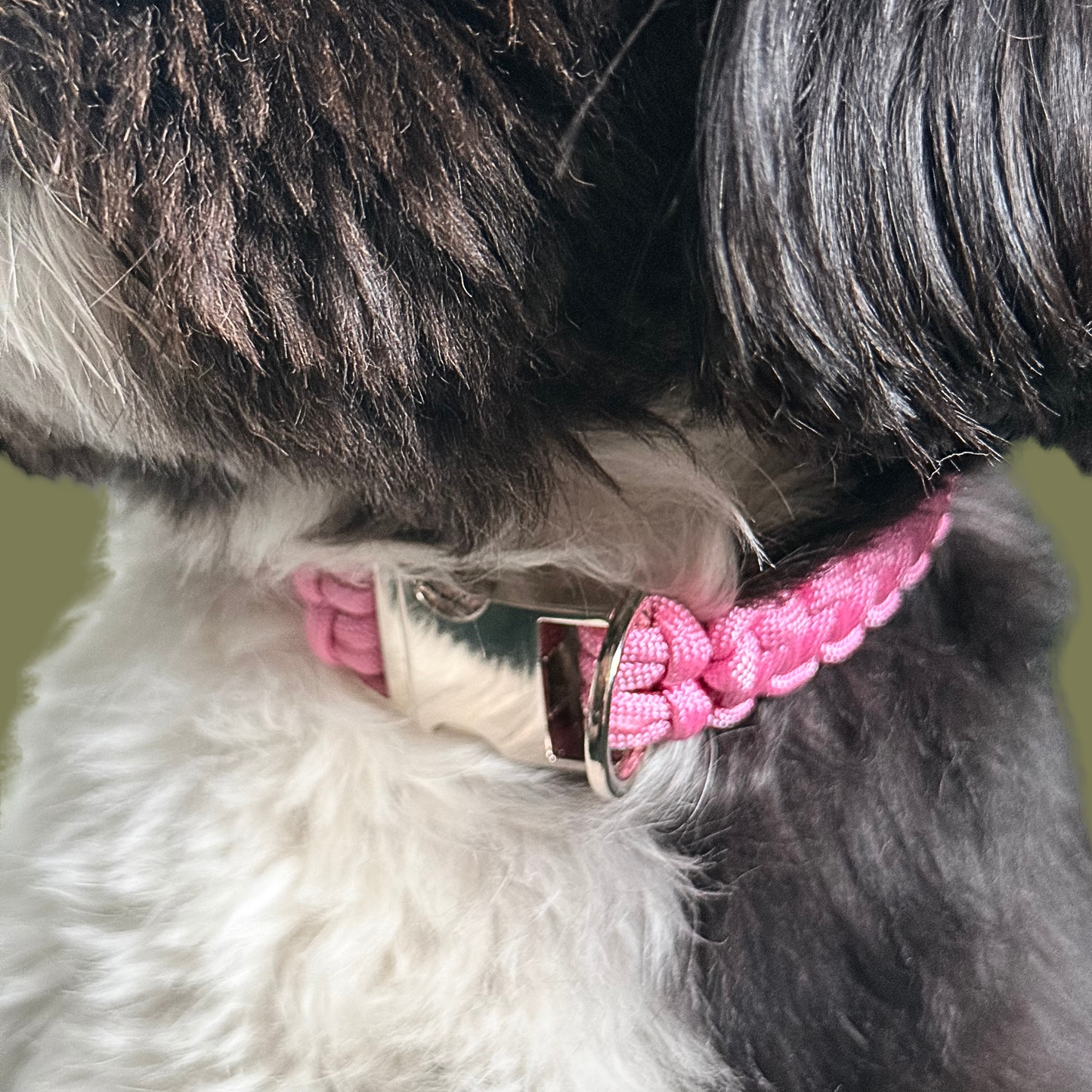 ‘Lavender pink’ handmade paracord dog collar with silver coloured buckle clasp. Custom made to your required size. Braided macrame style pet neckwear. Close-up picture of the collar being worn by Bonnie.￼