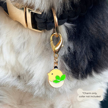 Enamel and gold plated hatching yellow chick dog collar charm. Easy to clip onto collars with a lobster clasp. Close-up picture of the charm being worn by Bonnie.￼