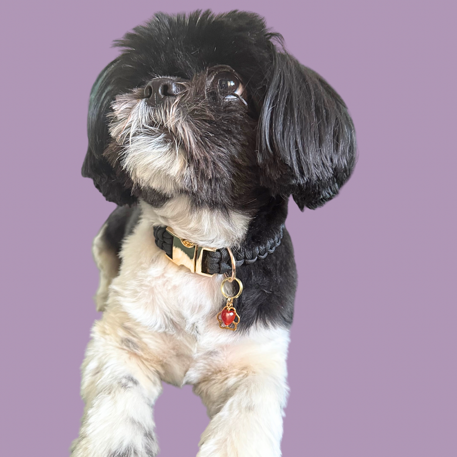 Crystal for dogs pet collar charm featuring a 10mm red carnelian heart shaped bead and a brass gold coloured paw print tag. A stone for confidence, vitality and motivation. Pictured being modelled by Bonnie.