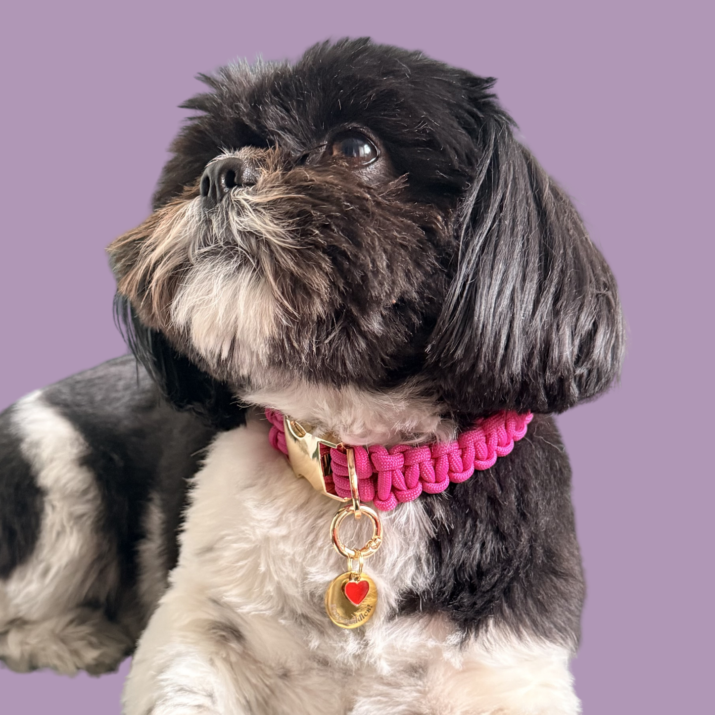 Gold plated brass and stainless steel 20mm dog collar charm with ID tag. Personalised custom identification tag with a small, red love heart charm, on a  brass carabiner o-ring. Engraved with the words ‘Free cuddles’! on the front. pictured being modelled by Bonnie.