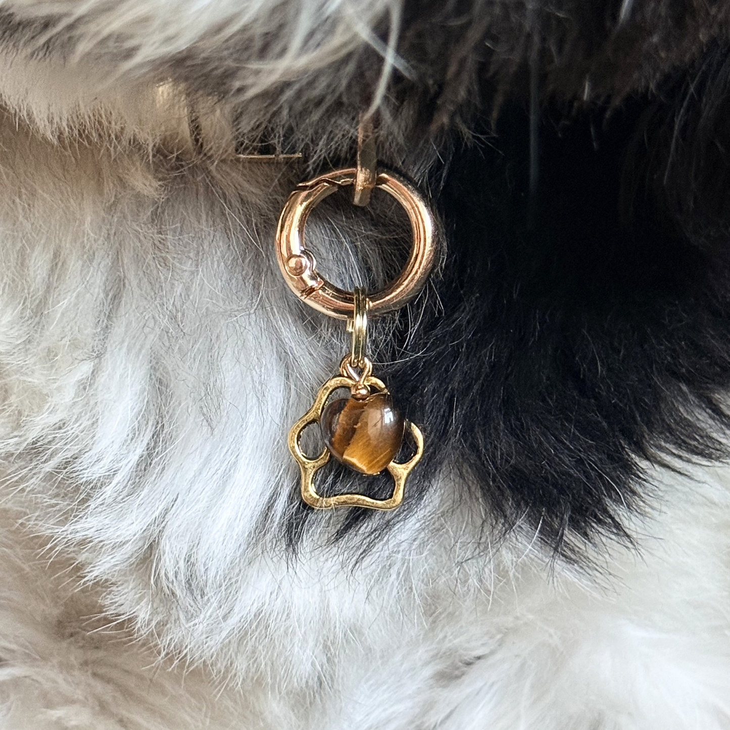 Crystal for dogs pet collar charm featuring a 10mm tigers eye heart shaped bead and a brass gold coloured paw print tag. Close up picture of Bonnie wearing it.