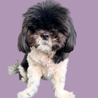 White with red flowers Easter egg enamel dog collar charm that easily attaches to collars and harnesses with a gold plated lobster clasp. Pictured being worn by Bonnie.￼