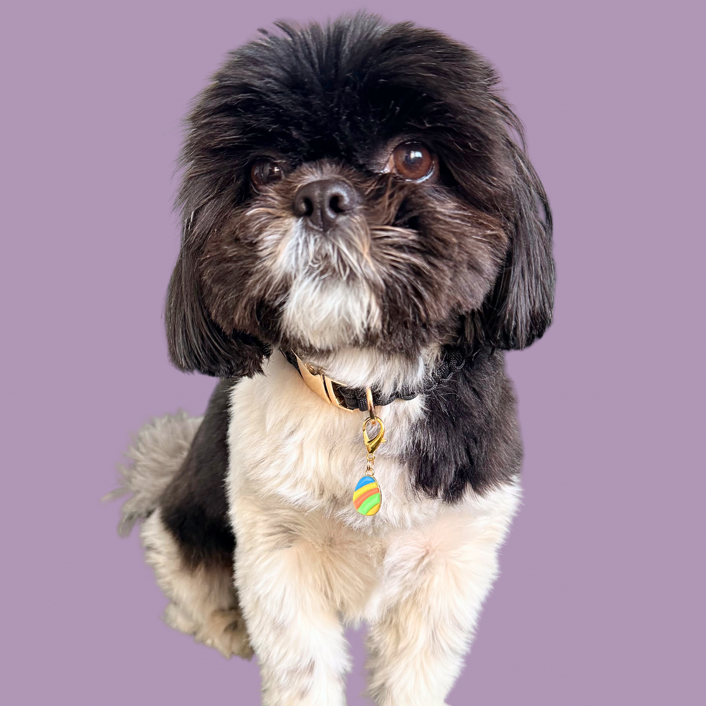 Colourful striped Easter egg enamel dog collar charm that easily attaches to collars and harnesses with a gold plated lobster clasp. Pictured being worn by Bonnie.￼
