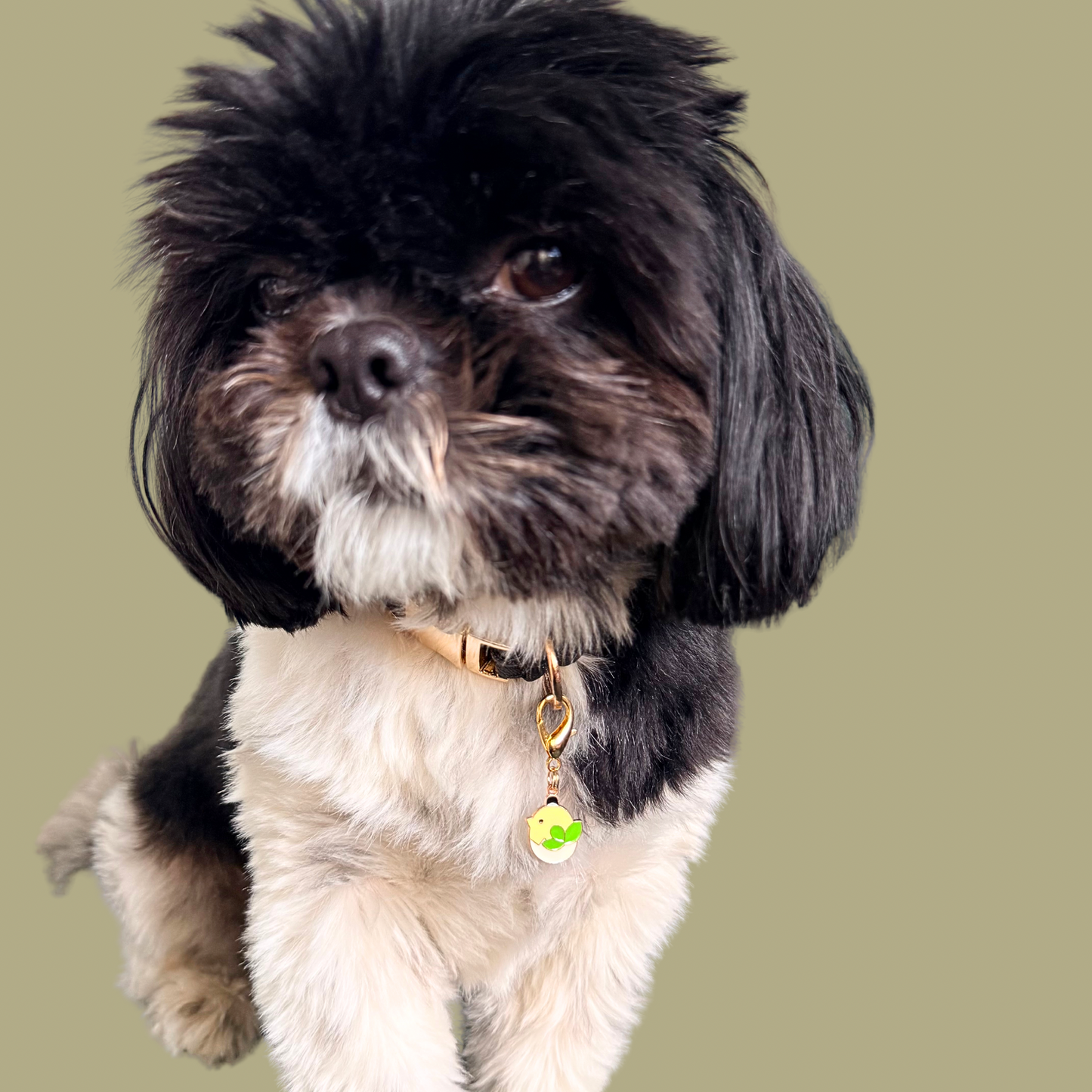 Enamel and gold plated hatching yellow chick dog collar charm. Easy to clip onto collars with a lobster clasp. Pictured being worn by Bonnie.￼