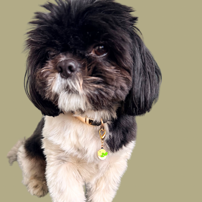 Enamel and gold plated hatching yellow chick dog collar charm. Easy to clip onto collars with a lobster clasp. Pictured being worn by Bonnie.￼