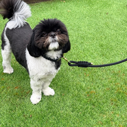 Custom made black nylon rope dog lead with choice of metal hardware. Four lengths available. Easy strong grip handle. Picture shows Bonnie modelling this.