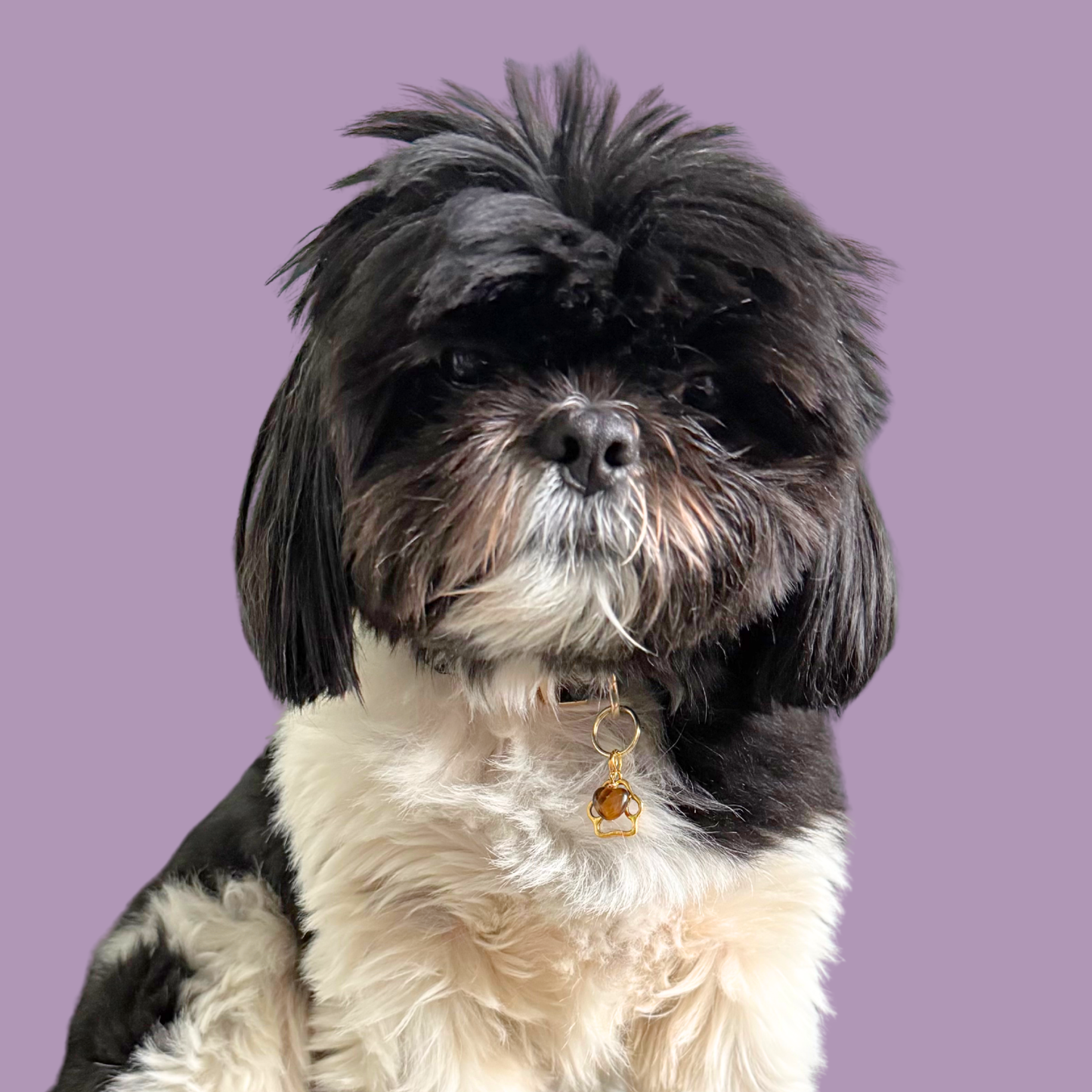 Crystal for dogs pet collar charm featuring a 10mm tigers eye heart shaped bead and a brass gold coloured paw print tag. Pictured being worn by Bonnie.