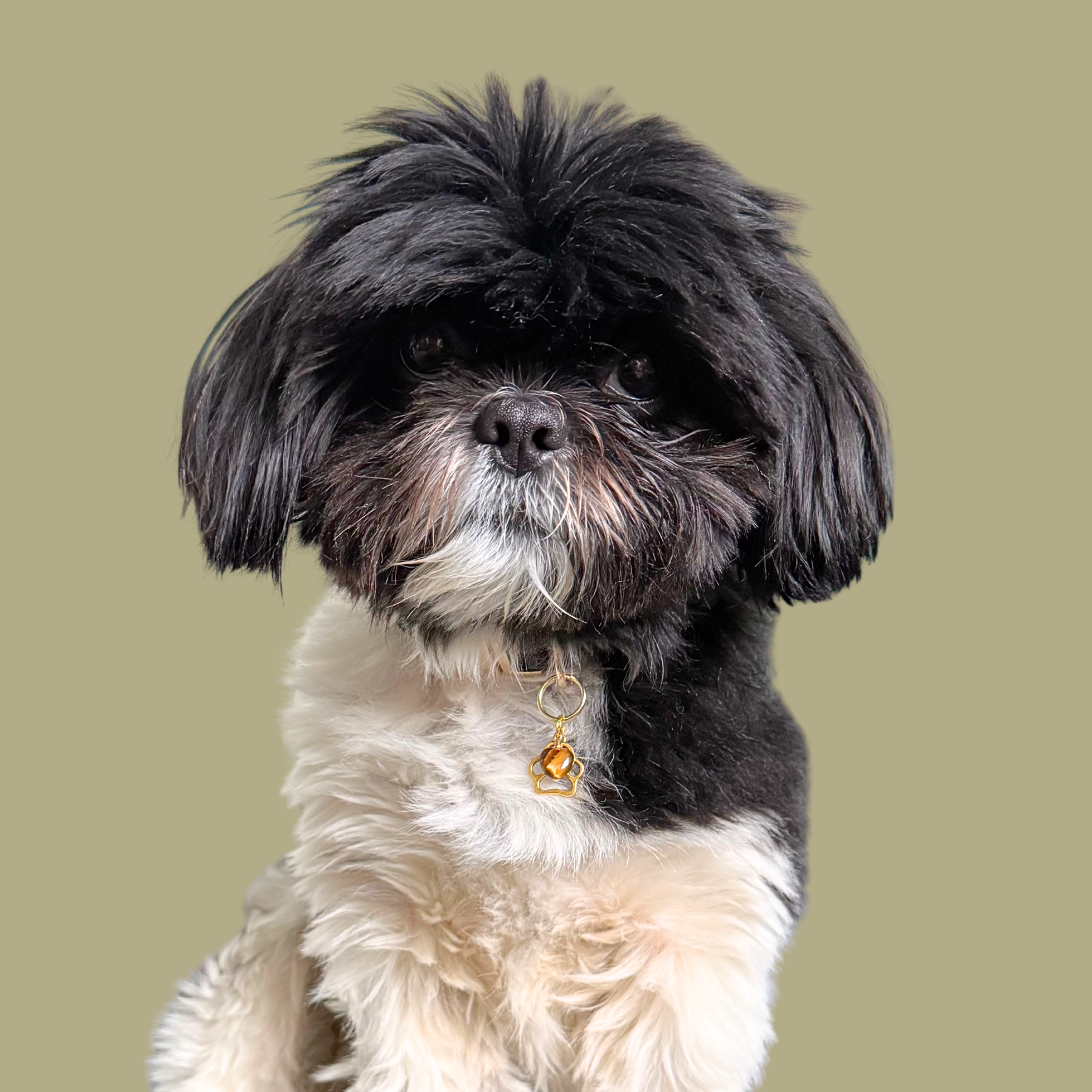 Crystal for dogs pet collar charm featuring a 10mm tigers eye heart shaped bead and a brass gold coloured paw print tag. Pictured being modelled by Bonnie.