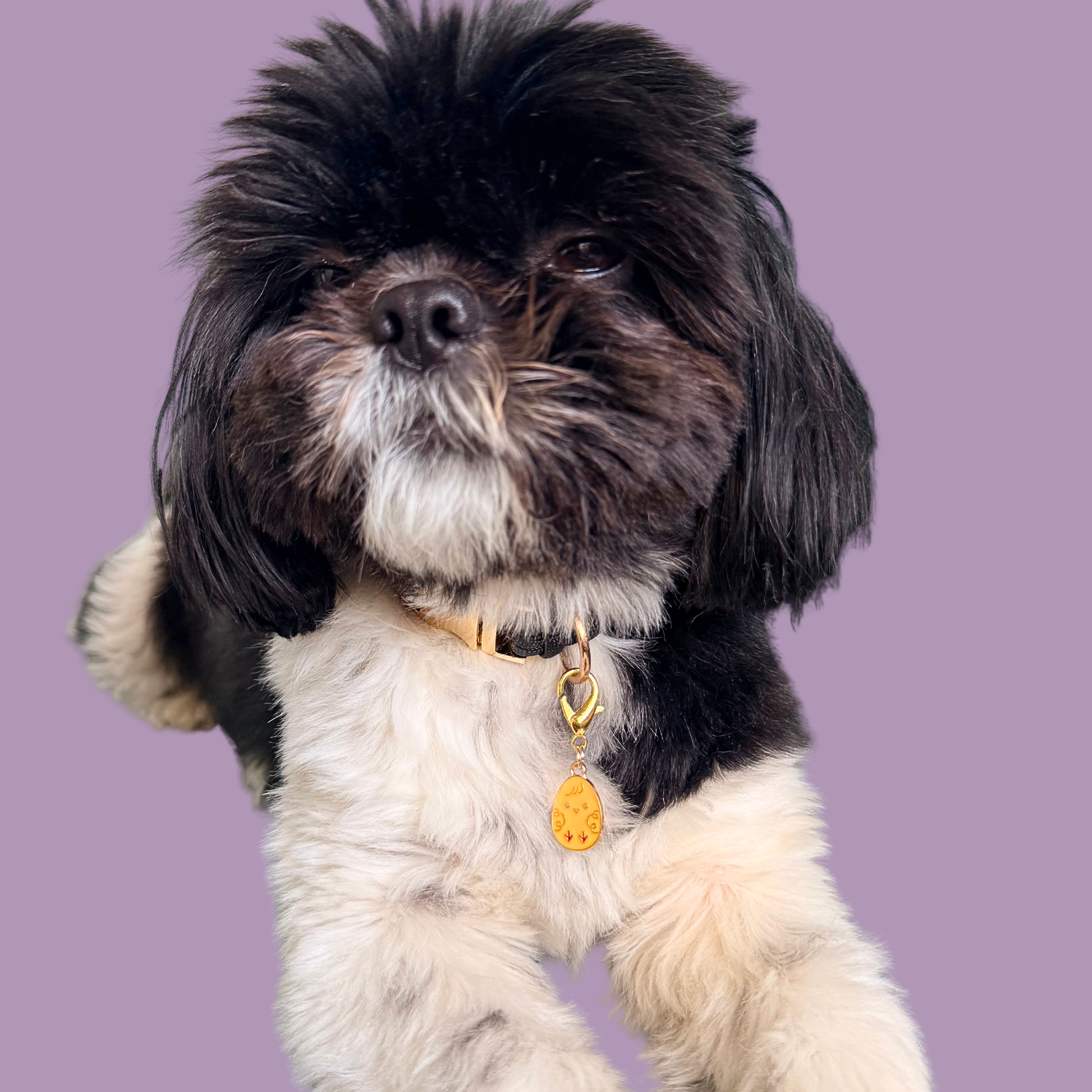 Yellow chick Easter egg enamel dog collar charm that easily attaches to collars and harnesses with a gold plated lobster clasp. Pictured being modelled by Bonnie.