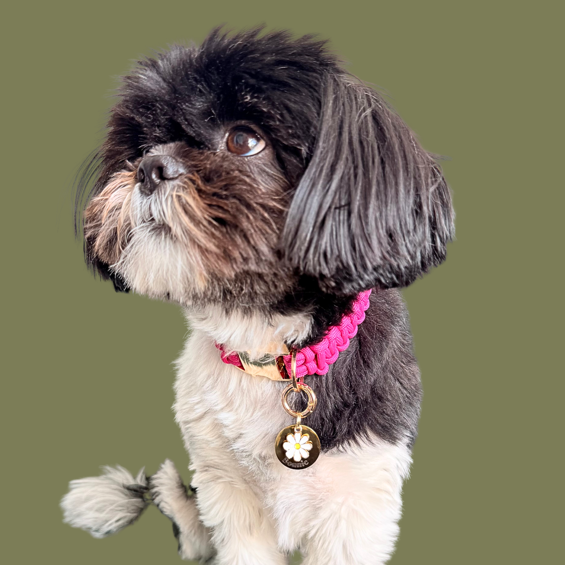 Gold white daisy flower dog collar ID tag, Enamel floral charm with dog name and address details. easily clips onto collar or harness. Pictured being worn by Bonnie.