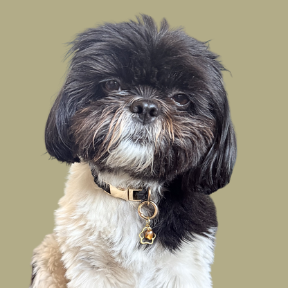 Crystal for dogs pet collar charm featuring a 10mm tigers eye heart shaped bead and a brass gold coloured paw print tag. Pictured being modelled by Bonnie.