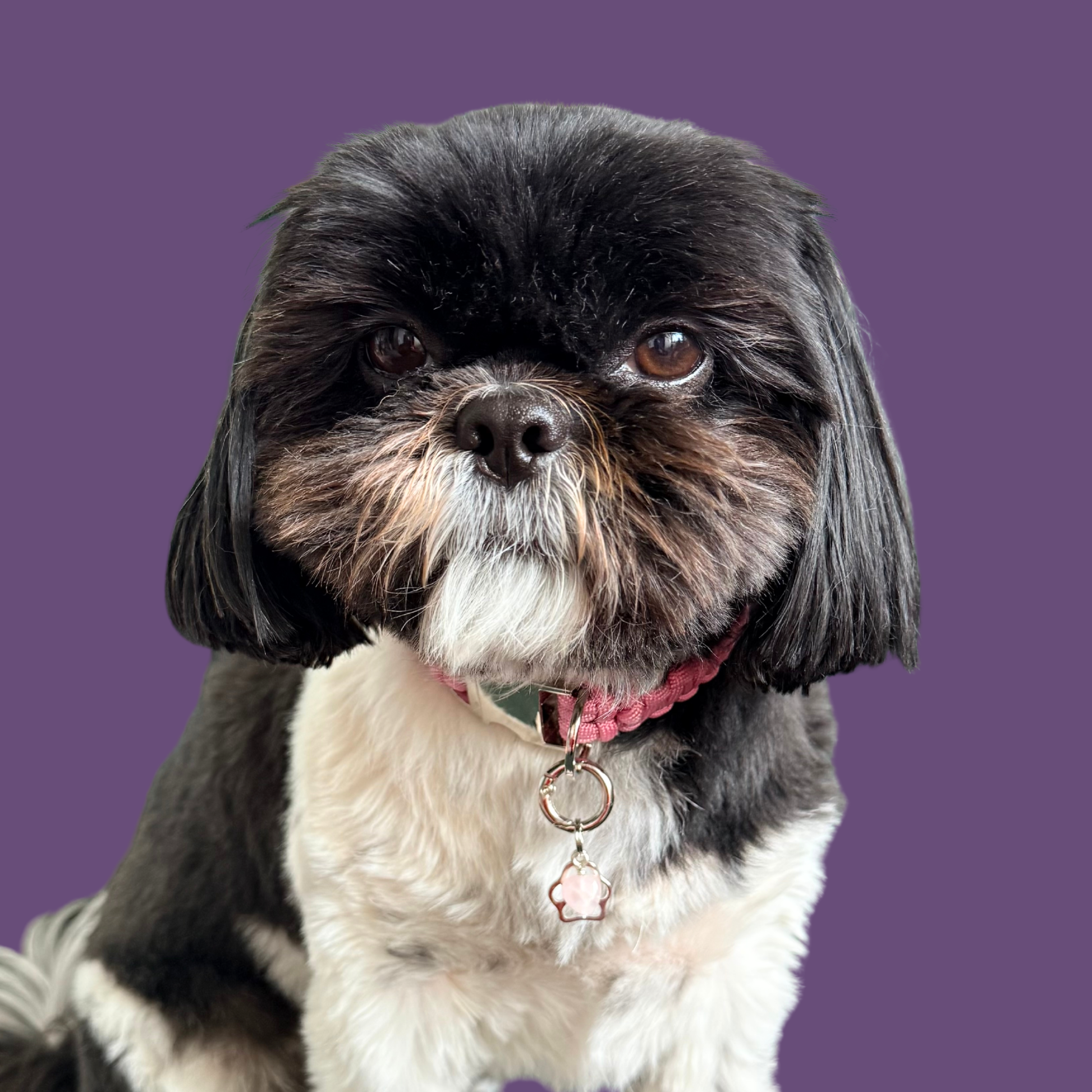 Crystal for dogs pet collar charm featuring a 10mm rose quartz heart shaped bead and a brass silver coloured paw print tag. A stone for love, calm and comfort. Pictured being modelled by Bonnie.