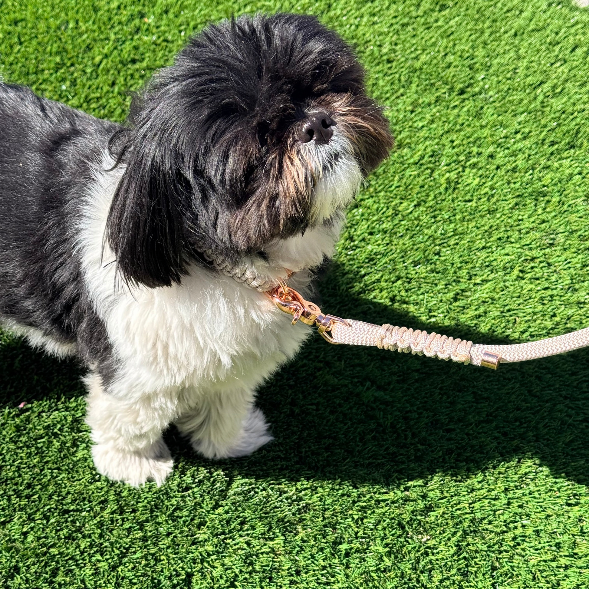 Custom made ‘pearl rose’ beige/champagne coloured nylon rope dog lead with choice of metal hardware. Four lengths available. Easy strong grip handle. Being modelled by Bonnie.