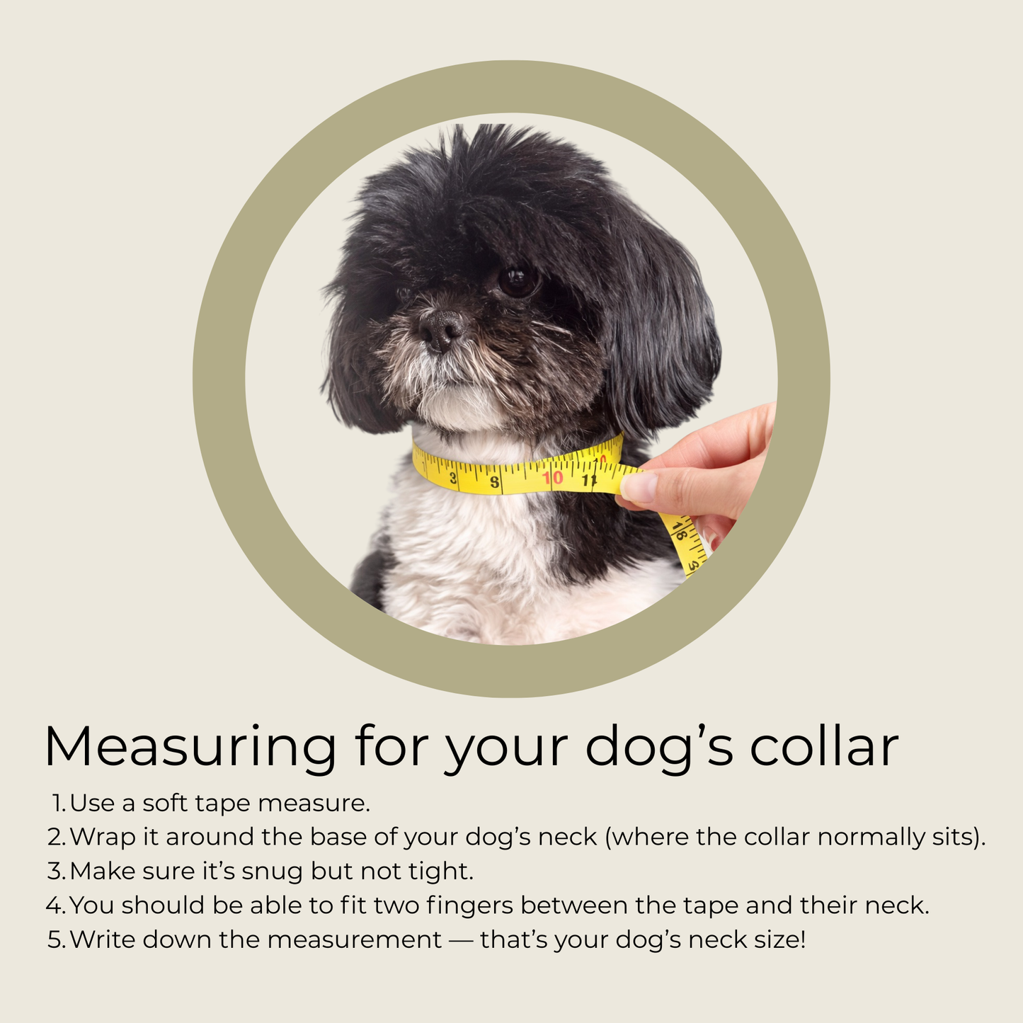 How to measure for your custom made dog collar.￼