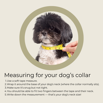 How to measure for your custom made dog collar.￼