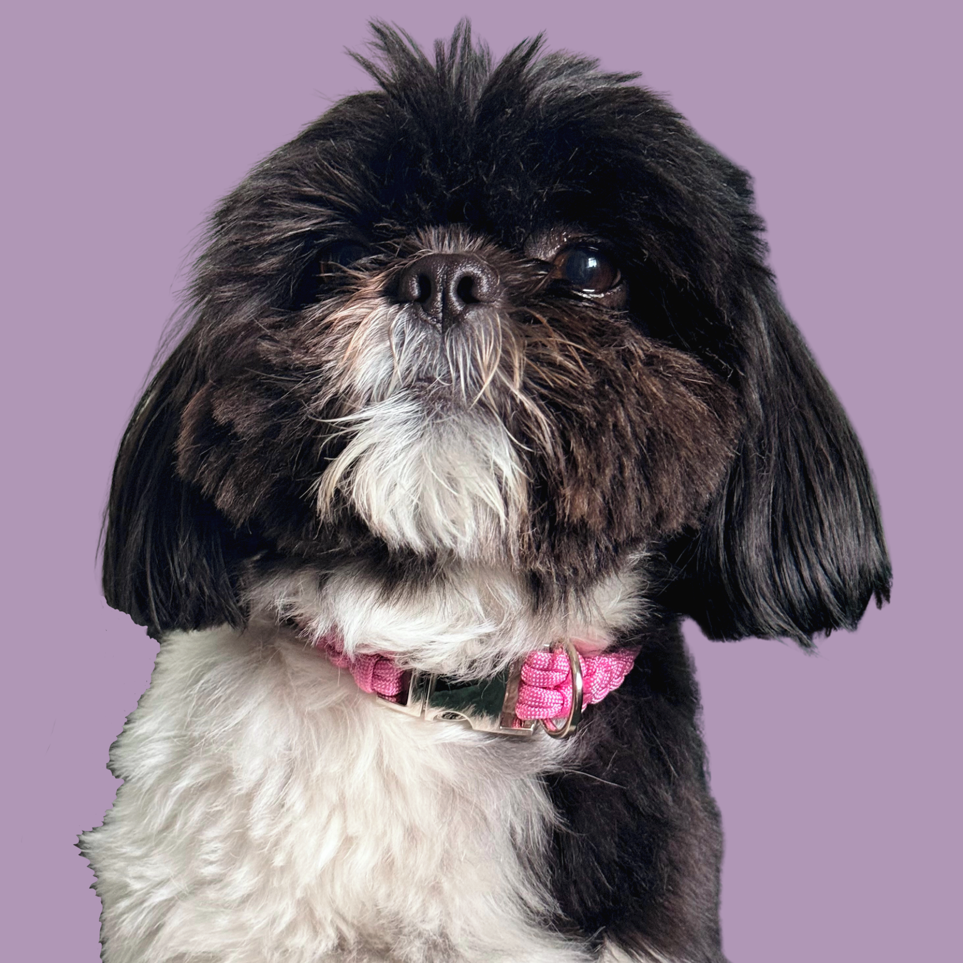 ‘Lavender pink’ handmade paracord dog collar with silver coloured buckle clasp. Custom made to your required size. Braided macrame style pet neckwear. Pictured being modelled by Bonnie.