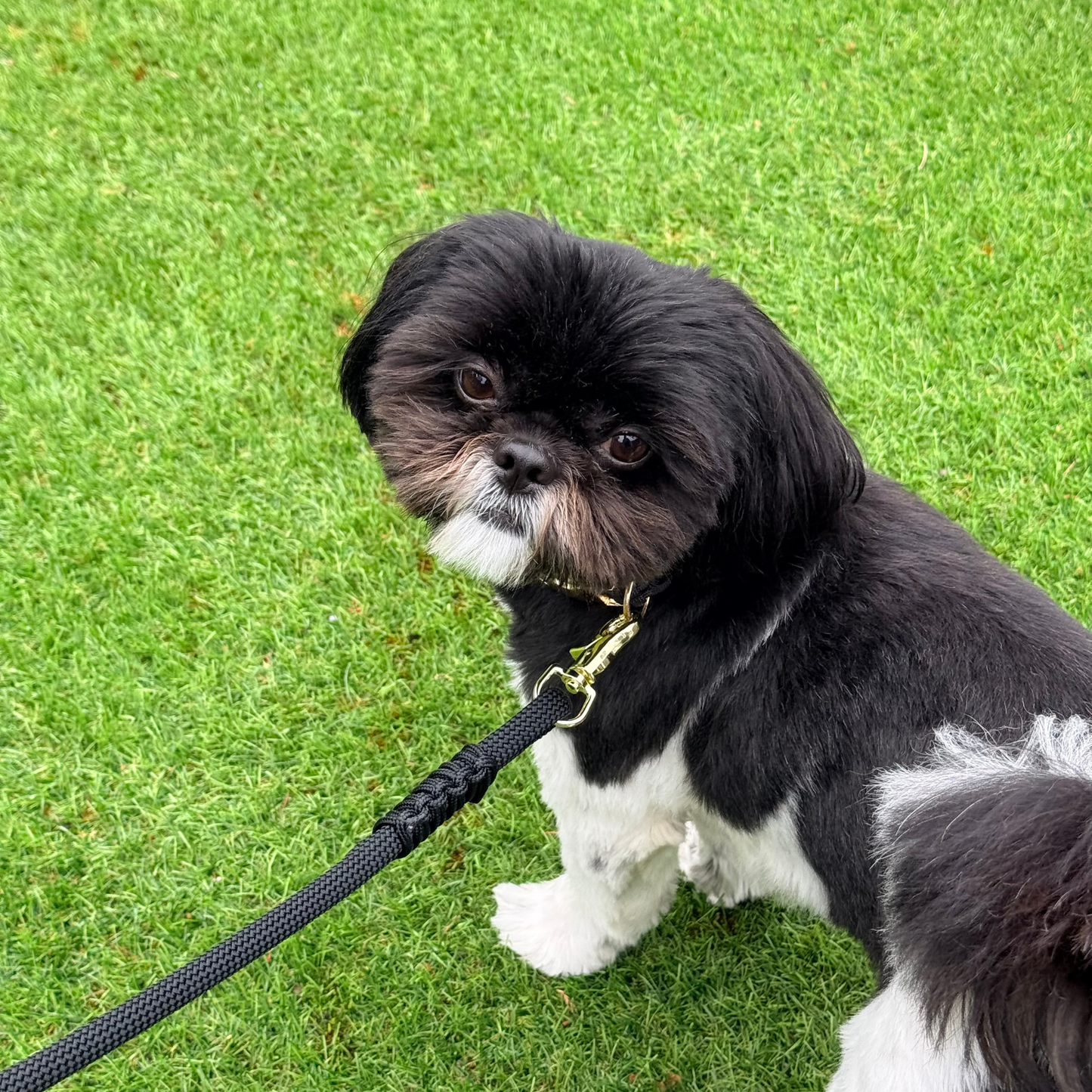 Custom made black nylon braided rope dog lead
