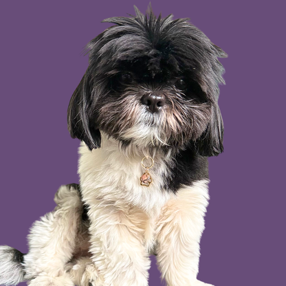 Crystal for dogs pet collar charm featuring a 10mm rhodonite heart shaped bead and a brass gold coloured paw print tag. Pictured being worn by Bonnie.￼