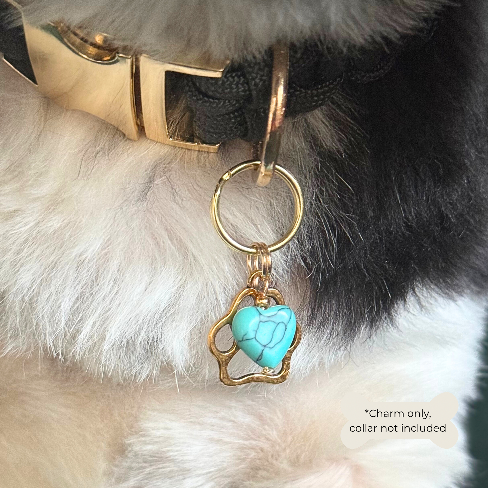 Crystal for dogs pet collar charm featuring a 10mm turquoise blue howlite heart shaped bead and a brass gold coloured paw print tag. Close up picture being worn by Bonnie.