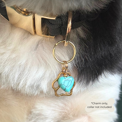 Crystal for dogs pet collar charm featuring a 10mm turquoise blue howlite heart shaped bead and a brass gold coloured paw print tag. Close up picture being worn by Bonnie.