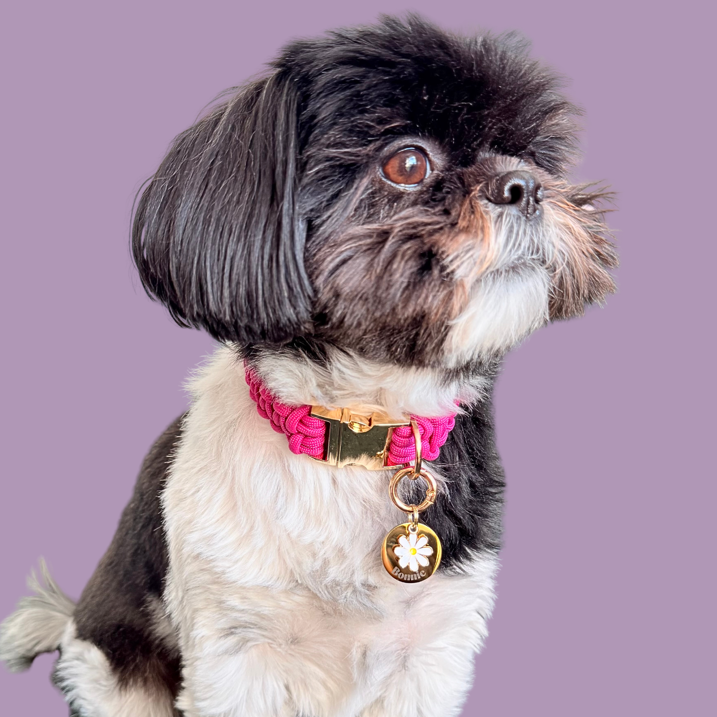 Gold white daisy flower dog collar ID tag, Enamel floral charm with dog name and address details. easily clips onto collar or harness. Pictured being modelled by Bonnie.