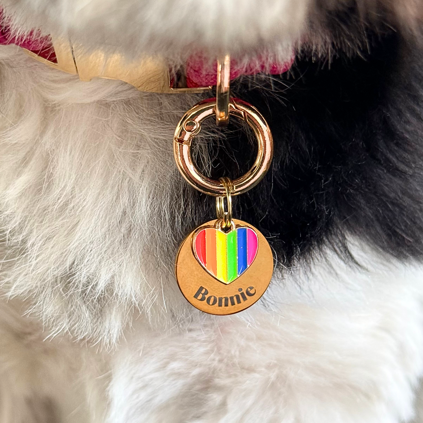 Gold brass rainbow striped heart dog collar ID tag, Enamel charm with dog name and address details. easily clips onto collar or harness. Pictured being worn by Bonnie, close-up.