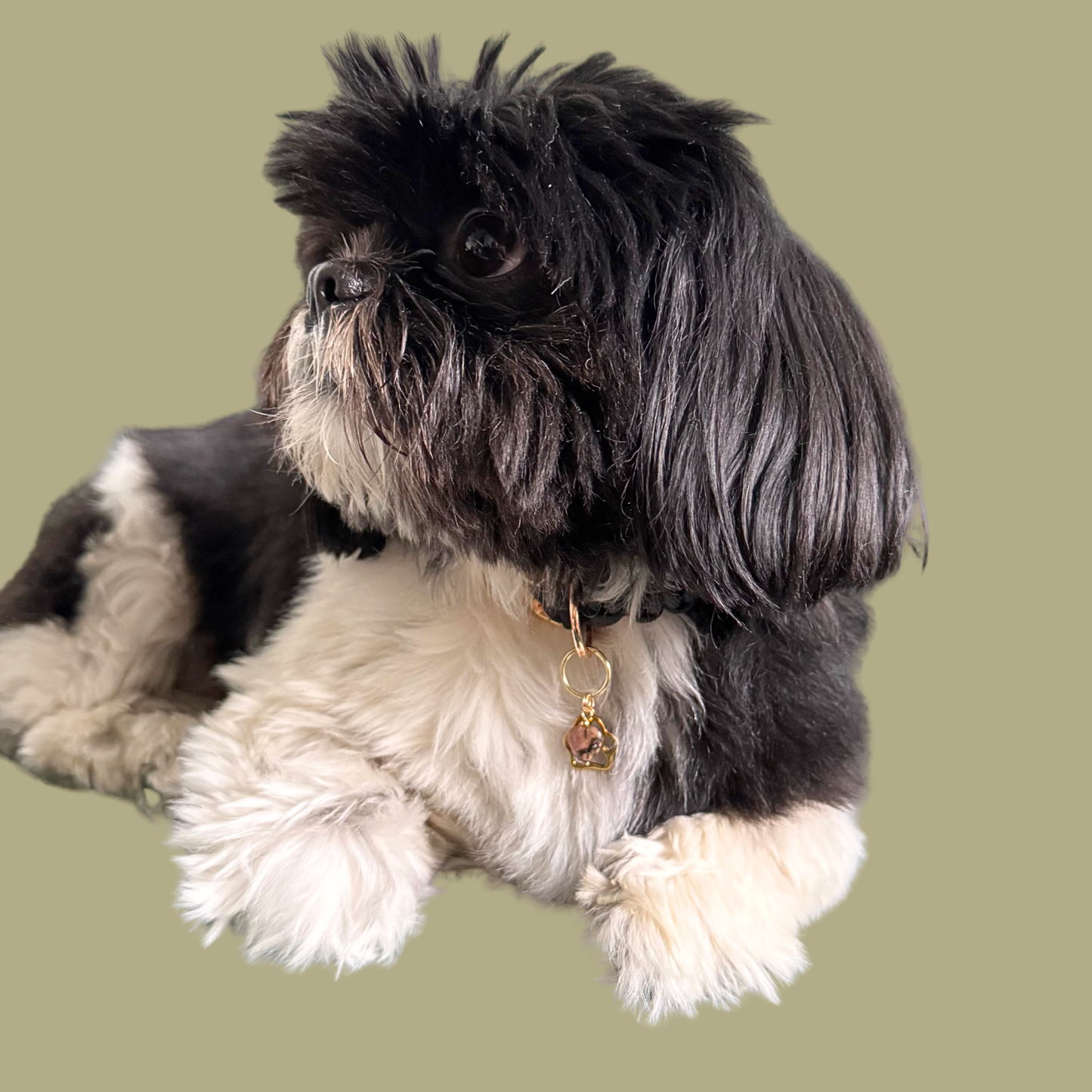 Crystal for dogs pet collar charm featuring a 10mm rhodonite heart shaped bead and a brass gold coloured paw print tag. Pictured being modelled by Bonnie.￼