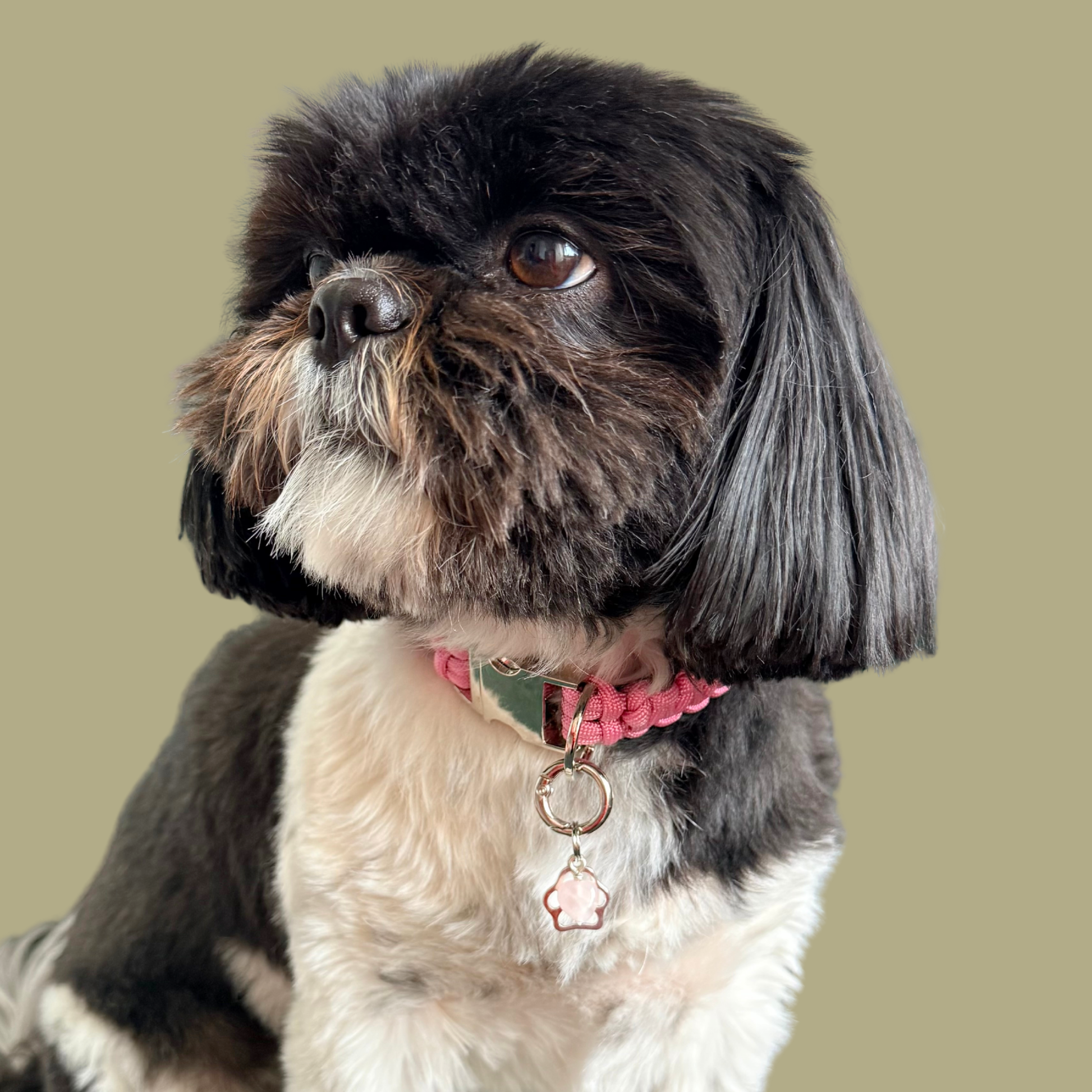 Crystal for dogs pet collar charm featuring a 10mm rose quartz heart shaped bead and a brass silver coloured paw print tag. A stone for love, calm and comfort. Pictured being worn by Bonnie.