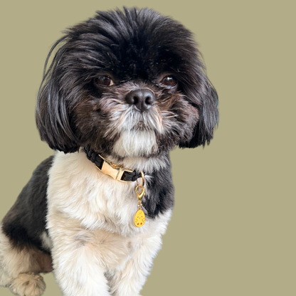 Yellow chick Easter egg enamel dog collar charm that easily attaches to collars and harnesses with a gold plated lobster clasp. Pictured being worn by Bonnie.