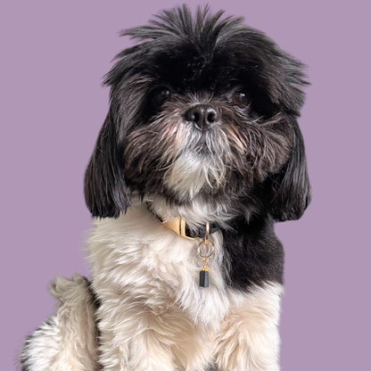 Crystal dog collar charm featuring a raw black tourmaline natural bead with gold plated accents. Featuring a brass split ring for easy attaching to your pet’s collar. Pictured being modelled by Bonnie.
