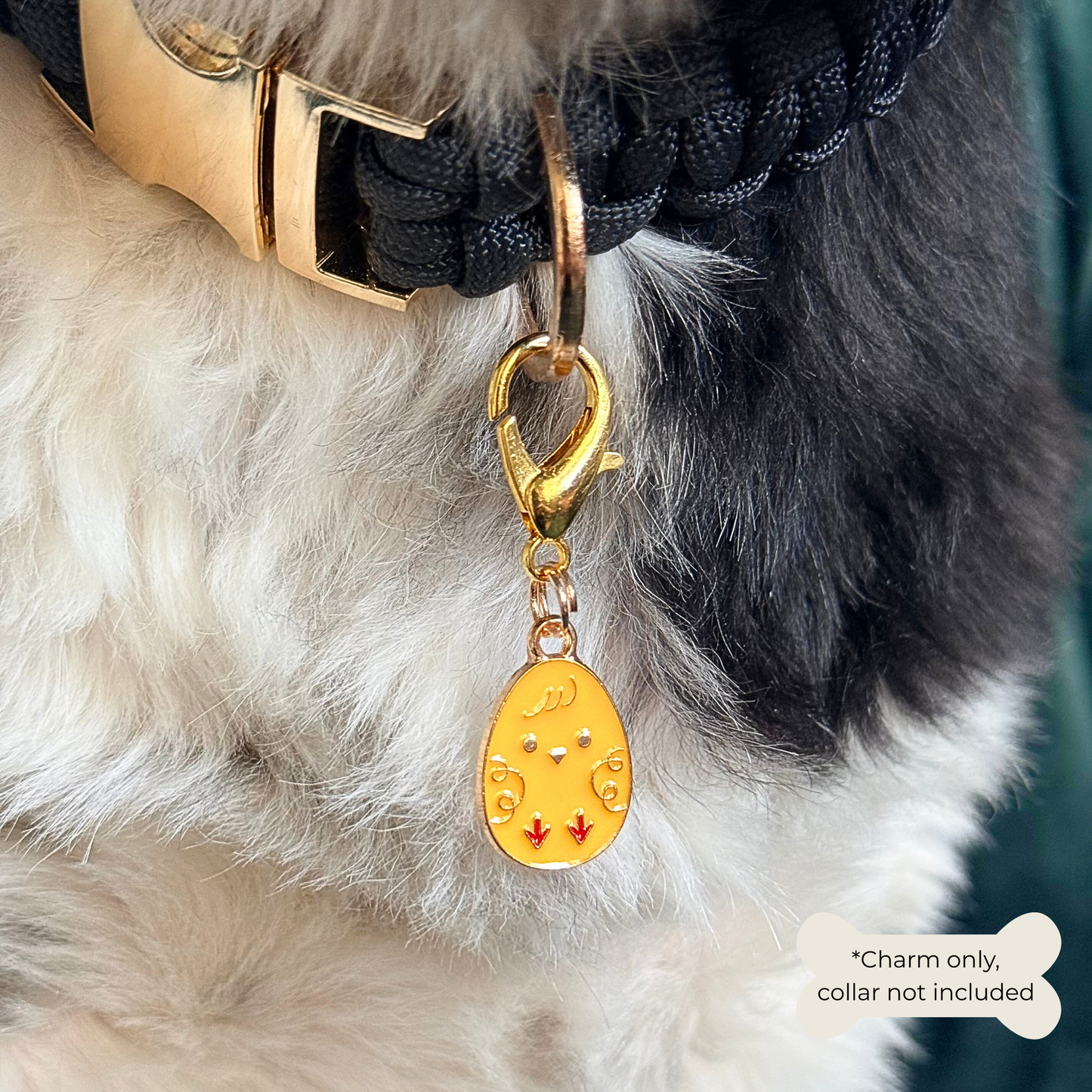 Yellow chick Easter egg enamel dog collar charm that easily attaches to collars and harnesses with a gold plated lobster clasp. Close-up picture of it being worn by Bonnie.￼