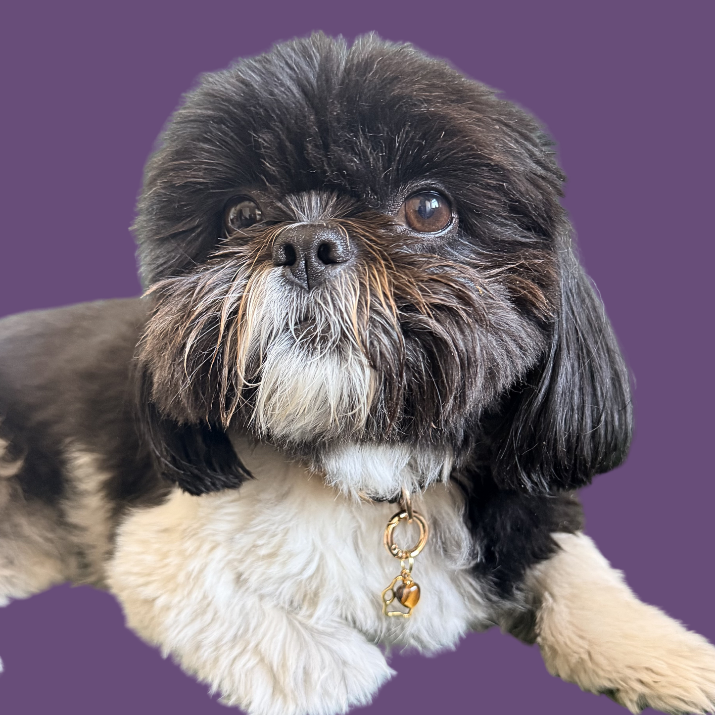 Crystal for dogs pet collar charm featuring a 10mm tigers eye heart shaped bead and a brass gold coloured paw print tag. Pictured being worn by Bonnie.