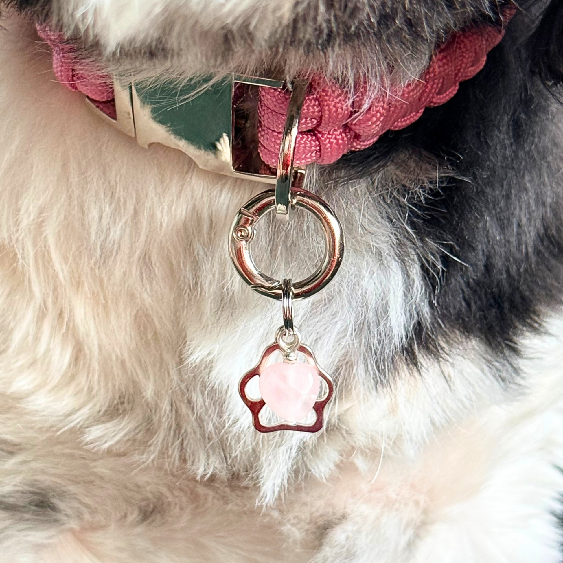 Crystal for dogs pet collar charm featuring a 10mm rose quartz heart shaped bead and a brass silver coloured paw print tag. A stone for love, calm and comfort. Close up picture.