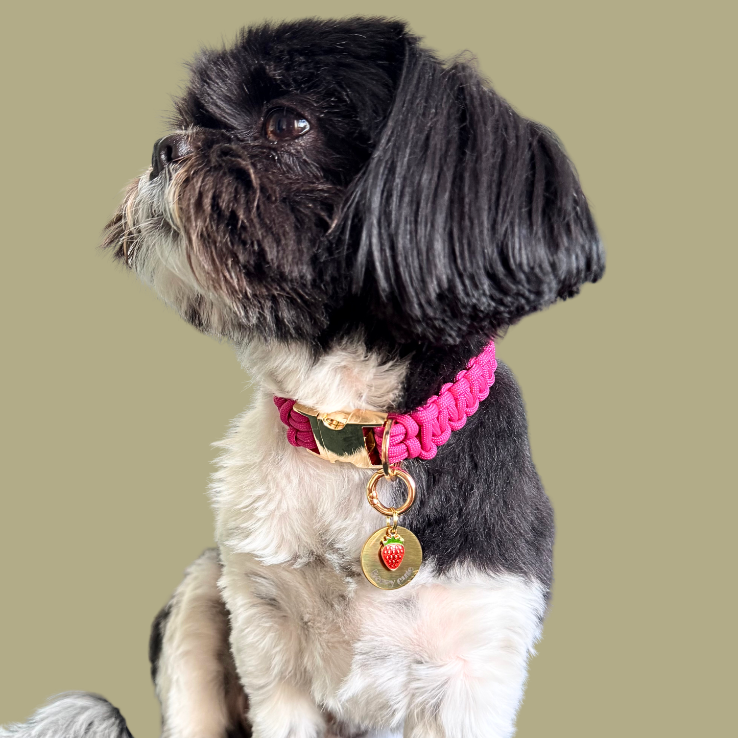Gold red strawberry dog collar ID tag, Enamel fruit charm with dog name and address details. easily clips onto collar or harness. Pictured being modelled by Bonnie.