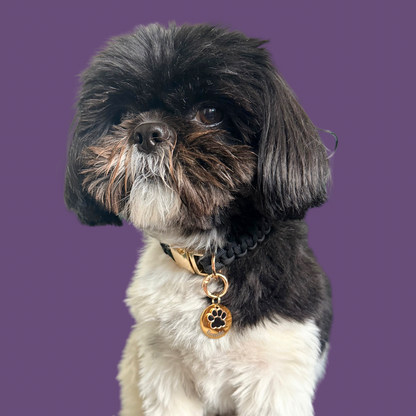 Black and Gold Paw Print Dog Collar Charm & ID Tag With Name or ‘I’m Chipped’