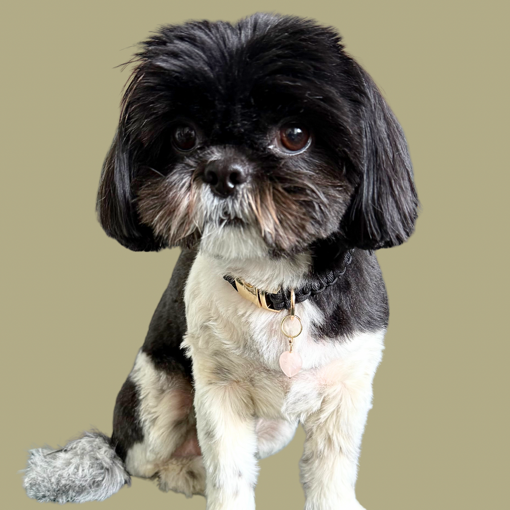 Handmade dog collar charm featuring a 15mm pink rose quartz natural gemstone crystal bead. Hung on a gold plated brass split ring that attaches onto your pet collar. Rose quartz can help pets with love, comfort and calming. Pictured being worn by Bonnie.