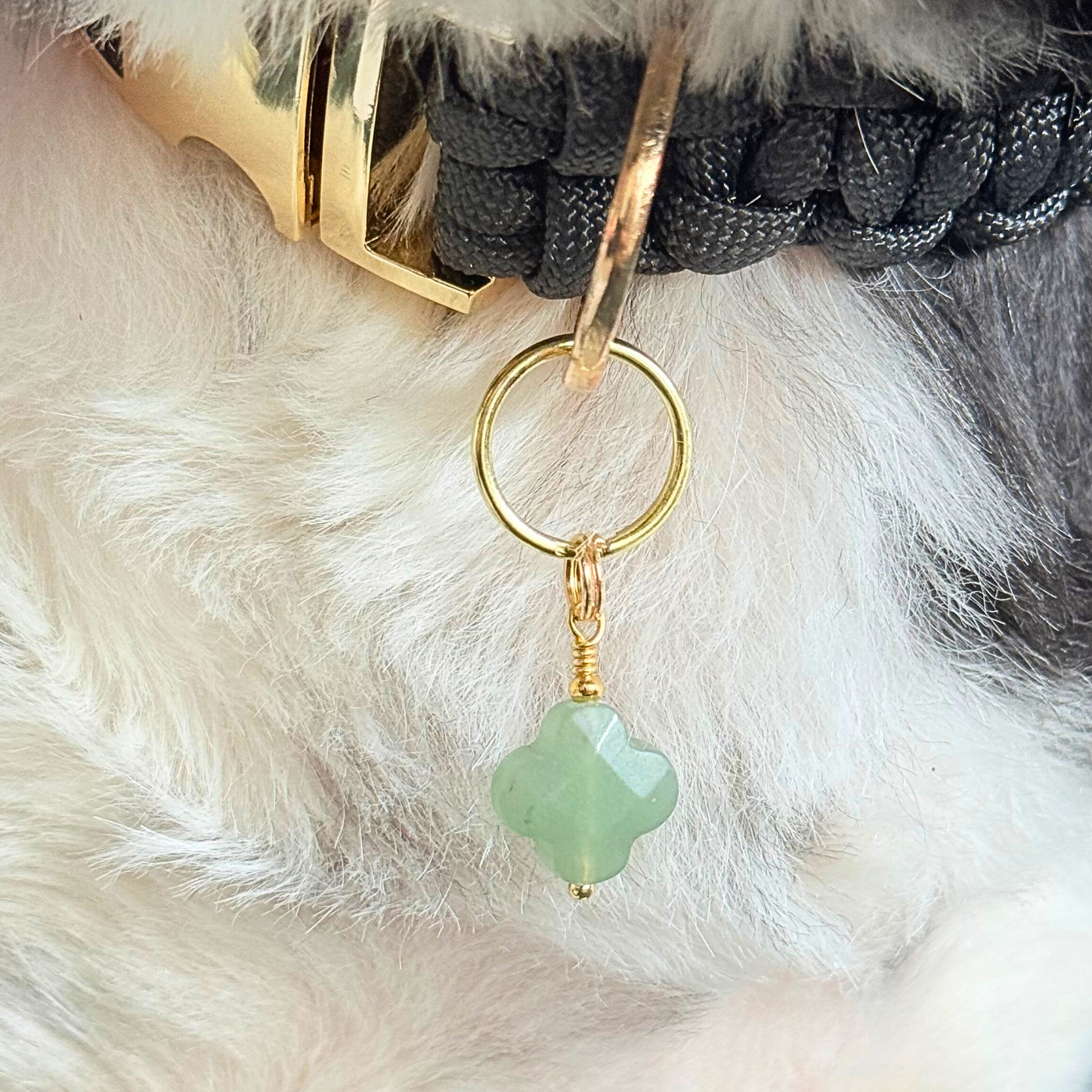 Green aventurine four leaf clover shaped crystal dog collar charm. Crystals for dogs, gemstone for optimism, healing and comfort. Close up picture of it being worn by Bonnie.