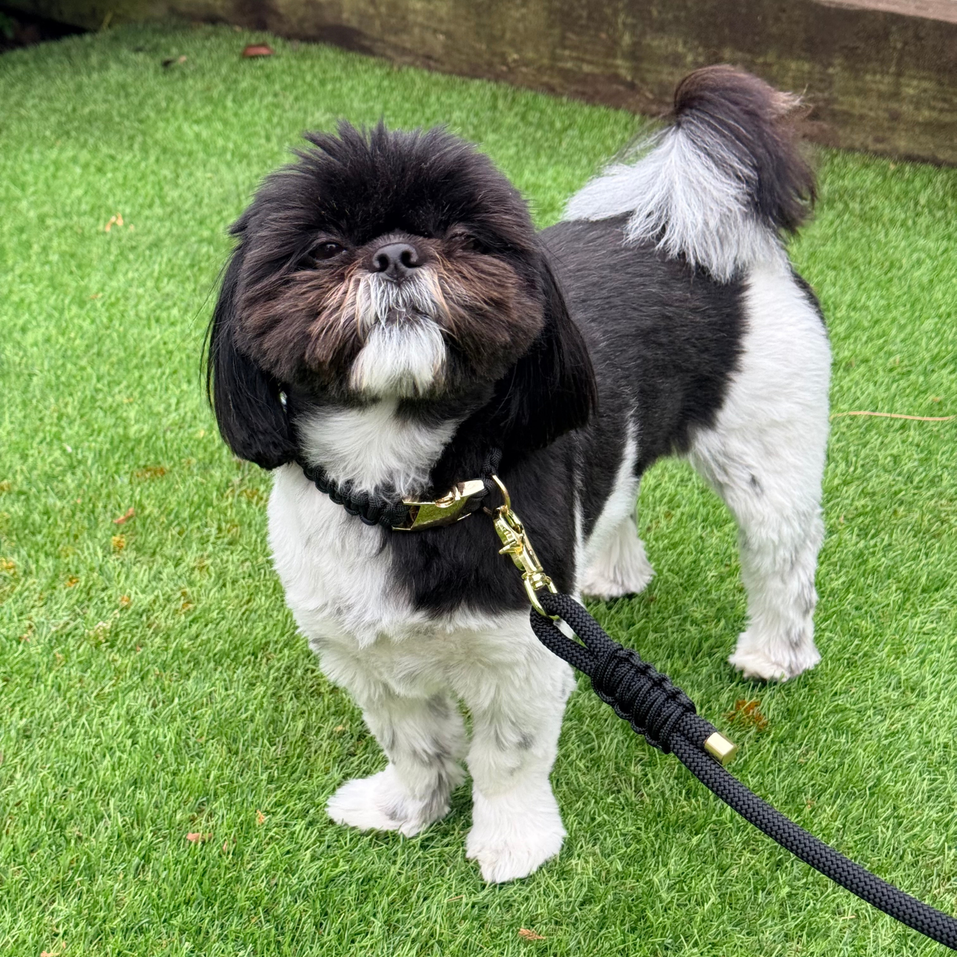 Custom made black nylon rope dog lead with choice of metal hardware. Four lengths available. Easy strong grip handle. Picture shows Bonnie wearing the lead attached to her matching collar.