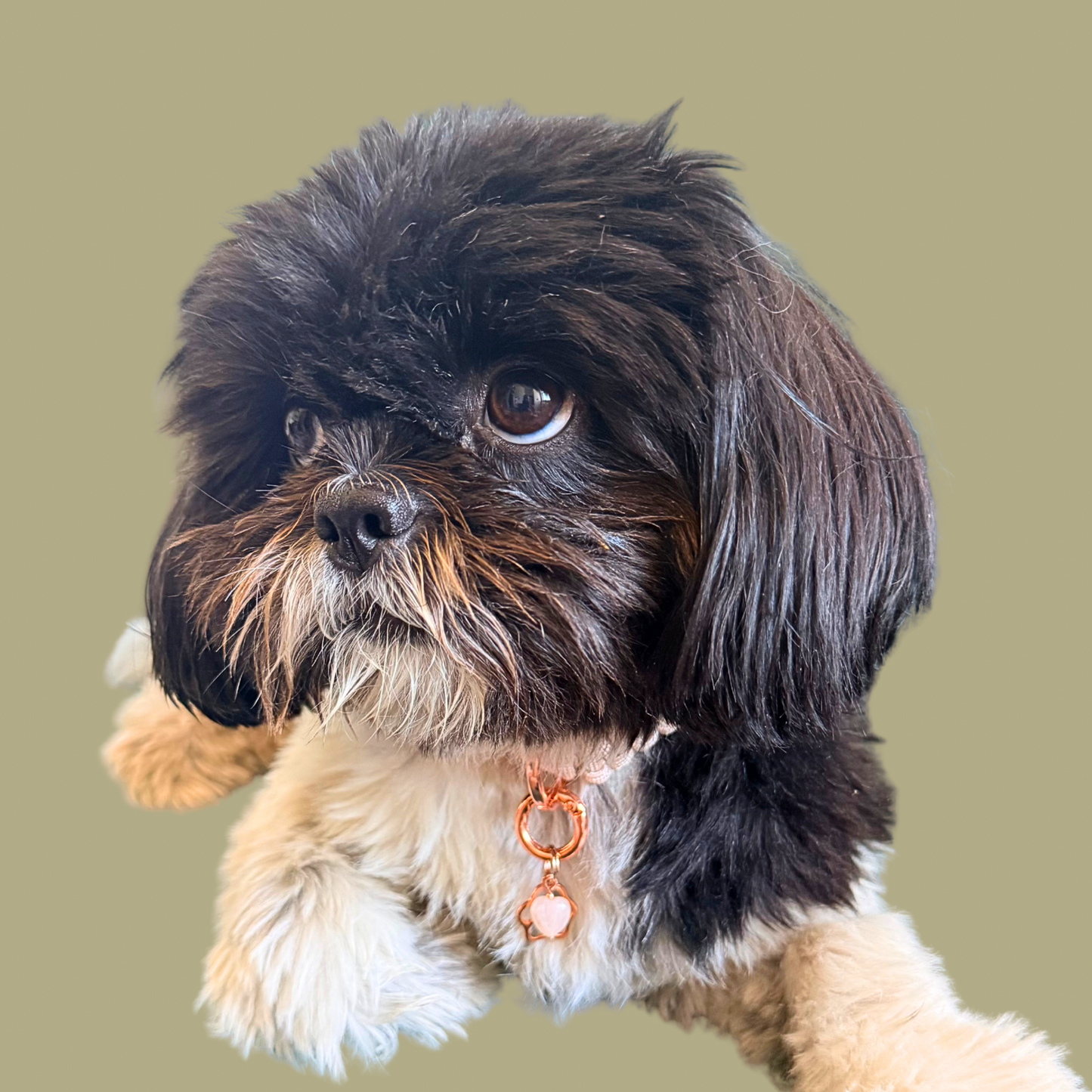 Crystal for dogs pet collar charm featuring a 10mm rose quartz heart shaped bead and a brass rose-gold coloured paw print tag. A stone for love, calm and comfort. Pictured being worn by Bonnie.
