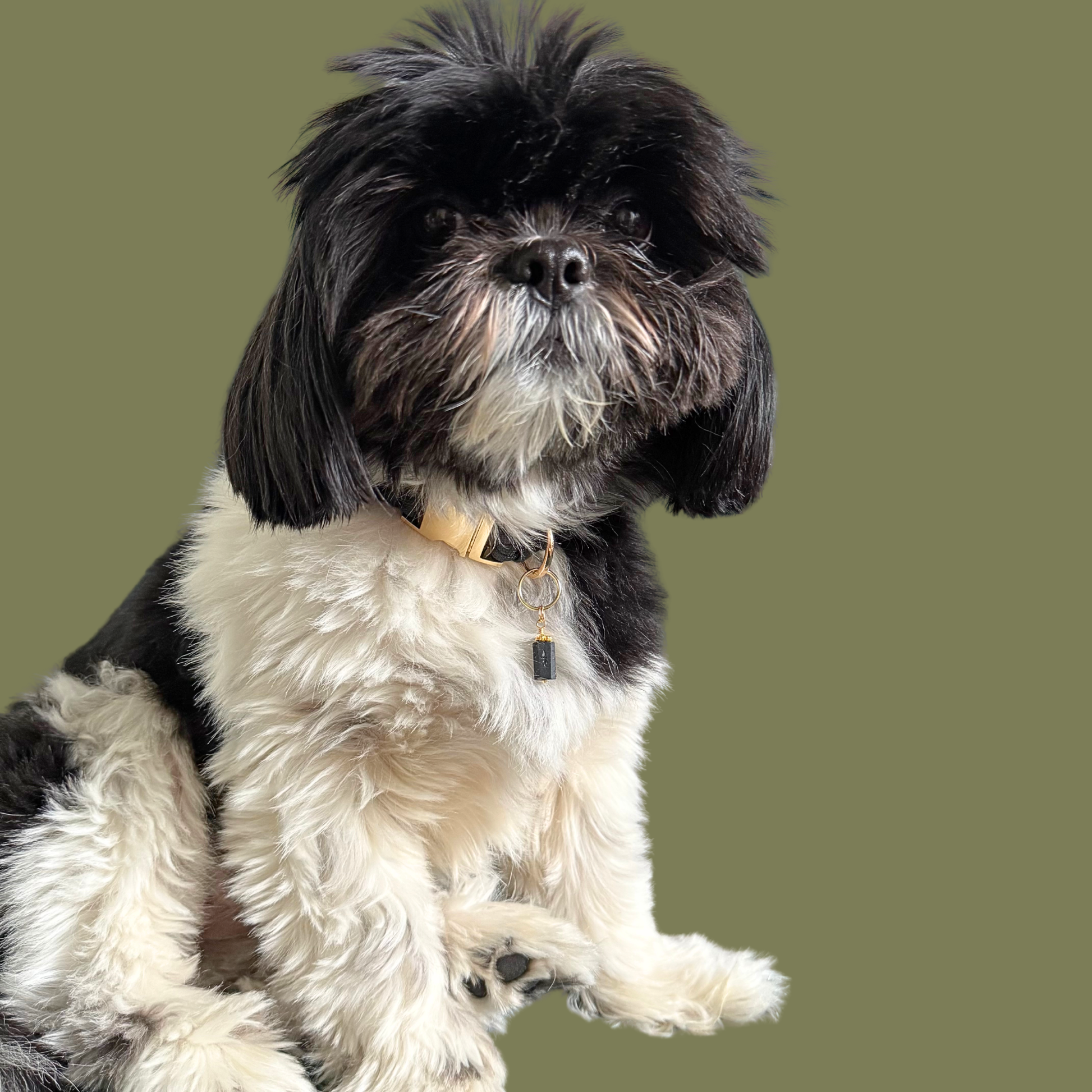 Crystal dog collar charm featuring a raw black tourmaline natural bead with gold plated accents. Featuring a brass split ring for easy attaching to your pet’s collar. Pictured being worn by Bonnie.