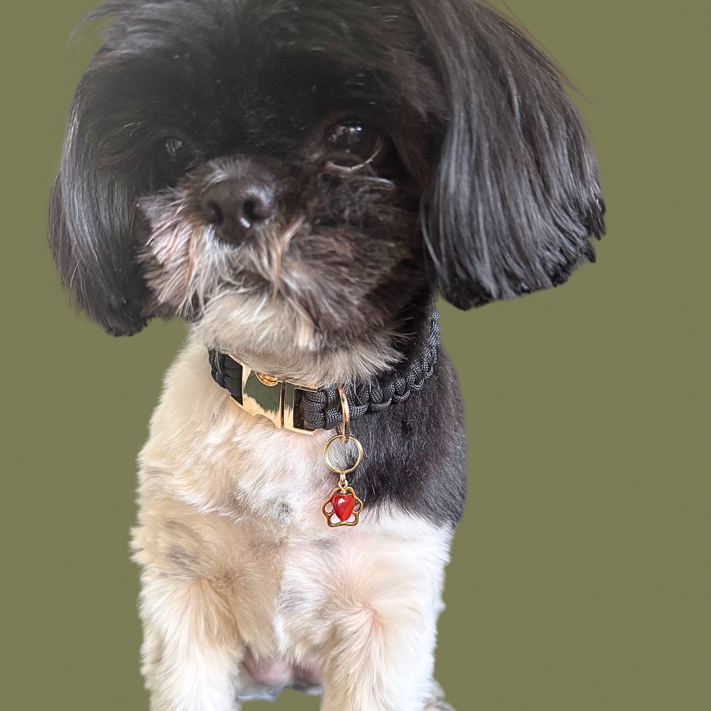 Crystal for dogs pet collar charm featuring a 10mm red carnelian heart shaped bead and a brass gold coloured paw print tag. A stone for confidence, vitality and motivation. Pictured being worn by Bonnie.