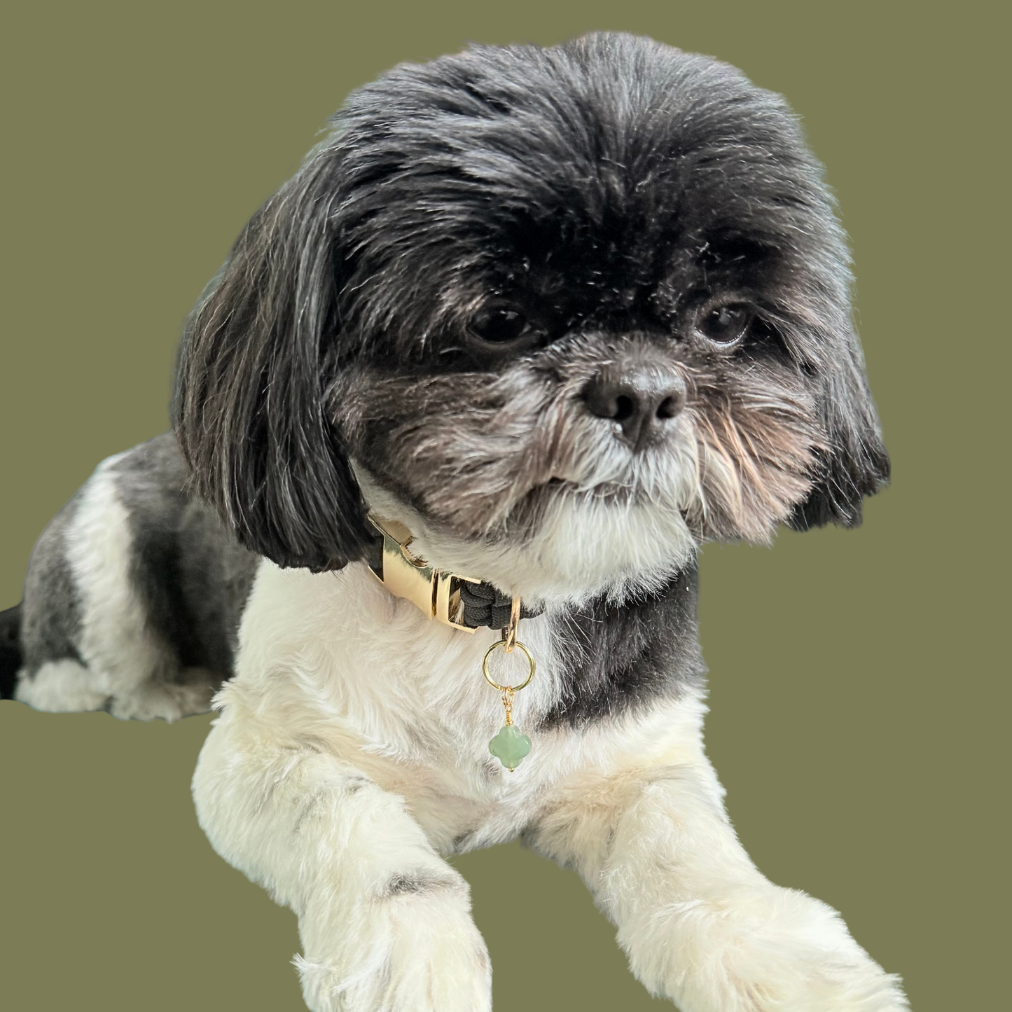 Green aventurine four leaf clover shaped crystal dog collar charm. Crystals for dogs, gemstone for optimism, healing and comfort. Pictured being worn by Bonnie.