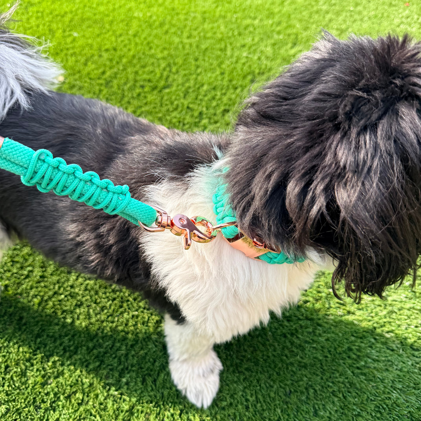 Custom made mint green nylon rope dog lead with choice of metal hardware. Four lengths available. Easy strong grip handle. Pictured being modelled by Bonnie with the matching paracord dog collar.