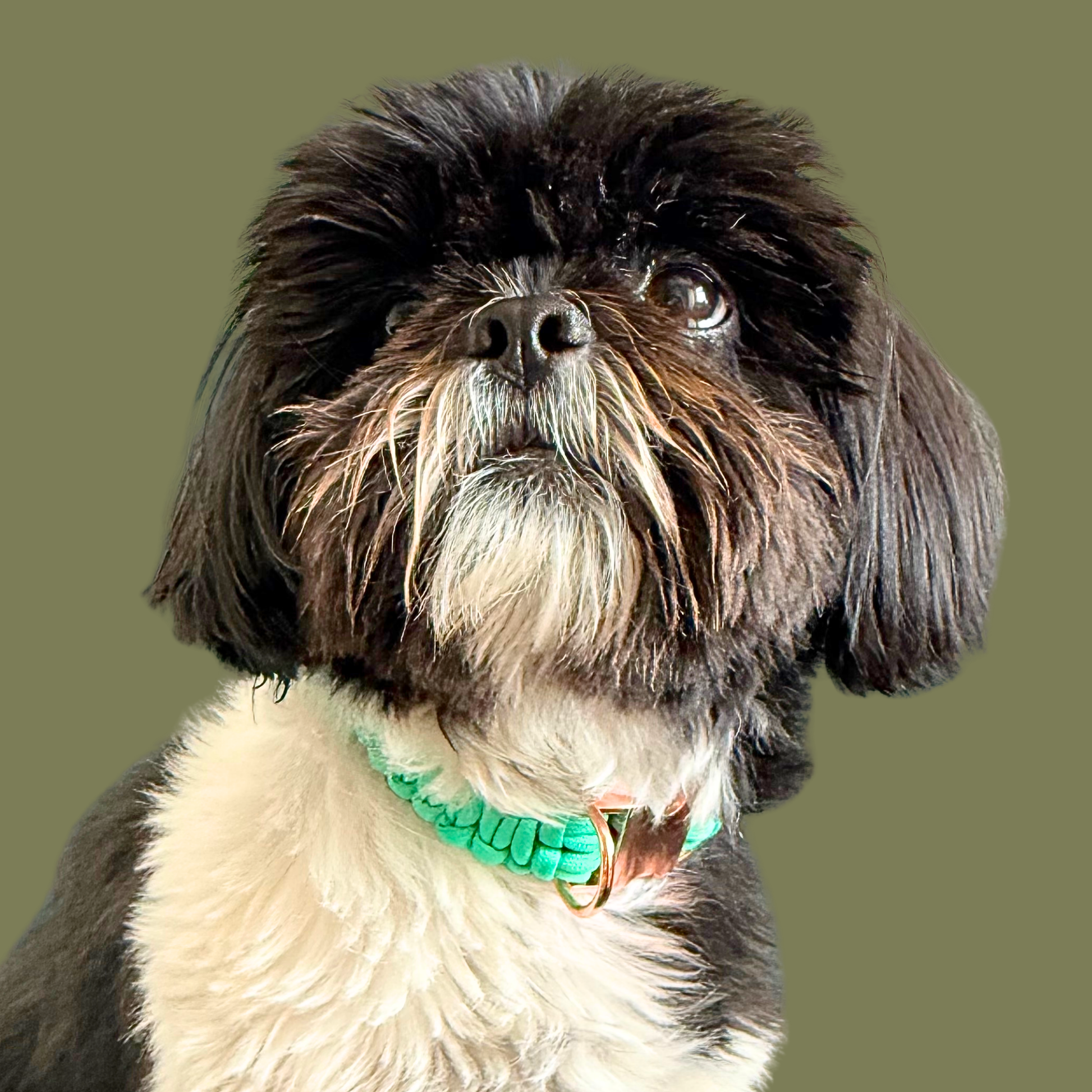 Custom made mint green paracord dog collar. Braided style with a rose gold buckle and d-ring. Pictured being modelled by Bonnie.