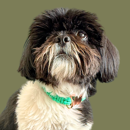 Custom made mint green paracord dog collar. Braided style with a rose gold buckle and d-ring. Pictured being modelled by Bonnie.