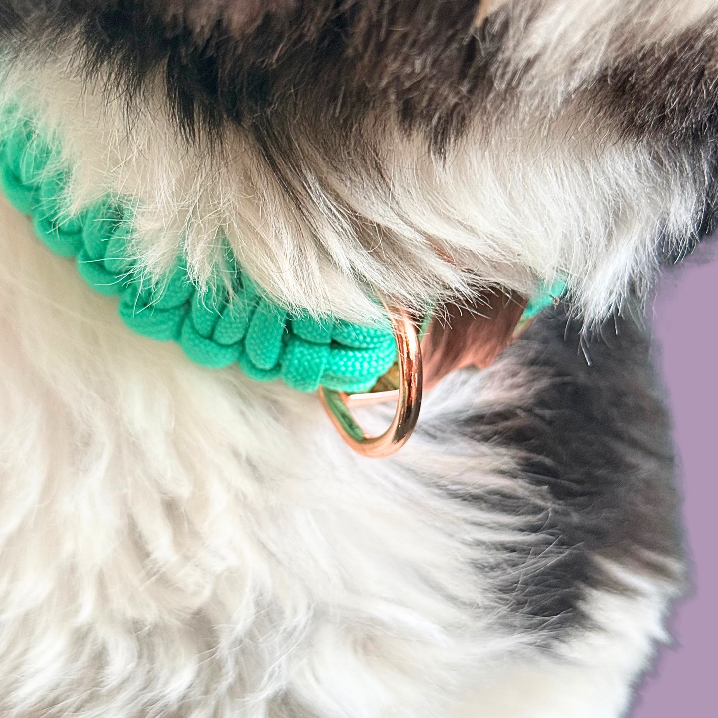 A close-up of a fluffy dog wearing a bright mint green braided paracord collar with a rose gold metal ring attachment, against a soft lavender background.