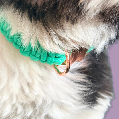 A close-up of a fluffy dog wearing a bright mint green braided paracord collar with a rose gold metal ring attachment, against a soft lavender background.